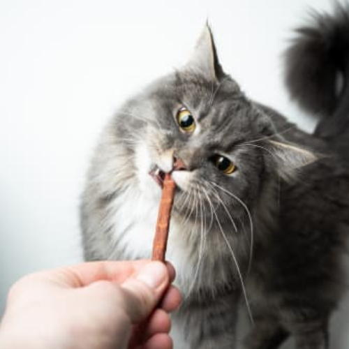 Cat Treats