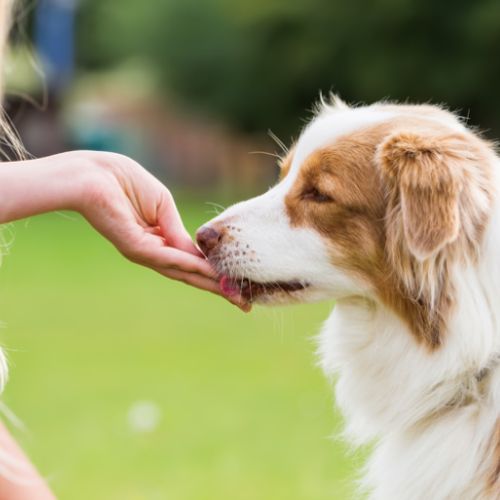 Dog Treats